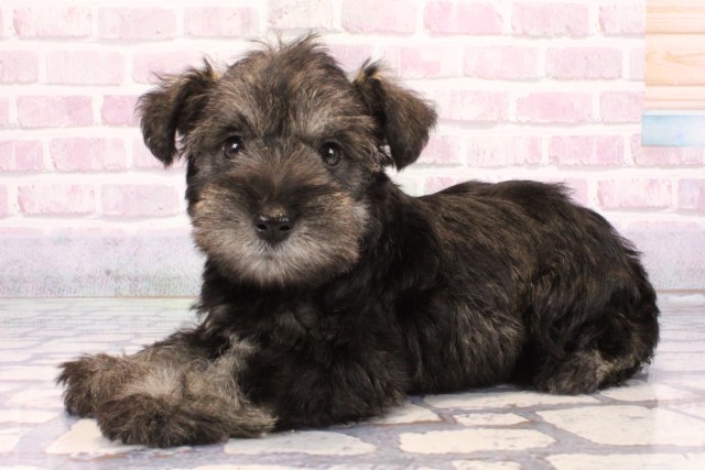 大阪府のミニチュアシュナウザー (Coo&RIKU東大阪店/2025年9月21日生まれ/男の子/ソルトペッパー)の子犬の3枚目の画像