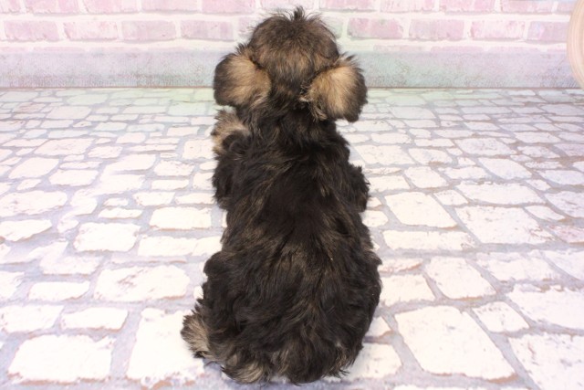 大阪府のミニチュアシュナウザー (Coo&RIKU東大阪店/2025年9月21日生まれ/男の子/ソルトペッパー)の子犬の4枚目の画像