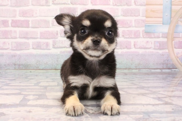 和歌山県のチワワ(ロング) (Coo&RIKU和歌山店/2025年9月20日生まれ/男の子/ブラックタン)の子犬の1枚目の画像