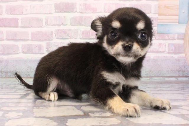 和歌山県のチワワ(ロング) (Coo&RIKU和歌山店/2025年9月20日生まれ/男の子/ブラックタン)の子犬の2枚目の画像