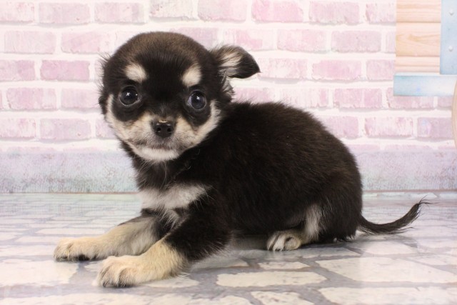 和歌山県のチワワ(ロング) (Coo&RIKU和歌山店/2025年9月20日生まれ/男の子/ブラックタン)の子犬の3枚目の画像