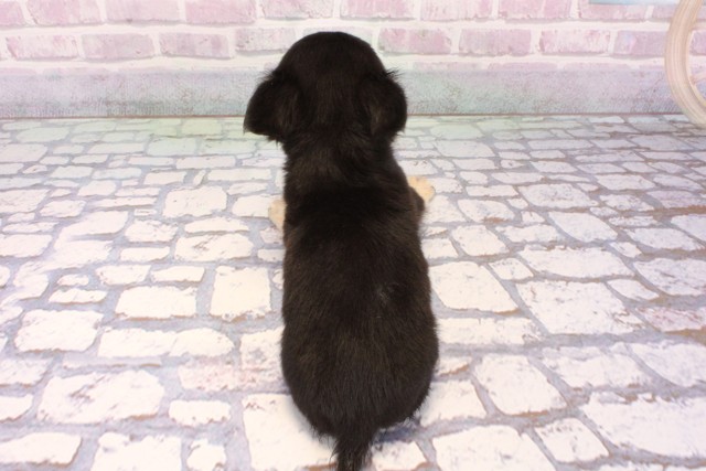 和歌山県のチワワ(ロング) (Coo&RIKU和歌山店/2025年9月20日生まれ/男の子/ブラックタン)の子犬の4枚目の画像