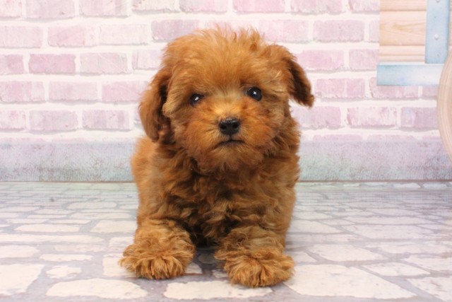 兵庫県のトイプードル(トイ) (Coo&RIKU三木店/2025年9月20日生まれ/男の子/レッド)の子犬の1枚目の画像
