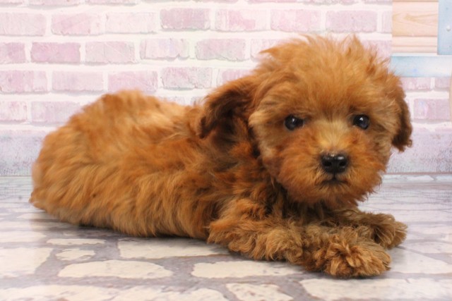 兵庫県のトイプードル(トイ) (Coo&RIKU三木店/2025年9月20日生まれ/男の子/レッド)の子犬の2枚目の画像