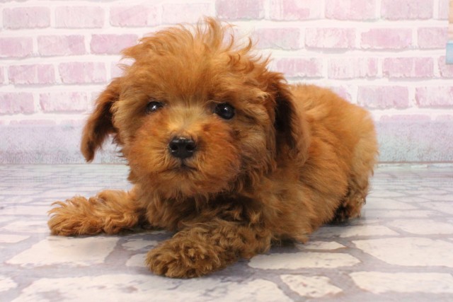 兵庫県のトイプードル(トイ) (Coo&RIKU三木店/2025年9月20日生まれ/男の子/レッド)の子犬の3枚目の画像