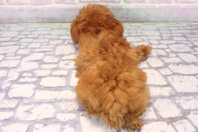 兵庫県のトイプードル(トイ) (Coo&RIKU三木店/2025年9月20日生まれ/男の子/レッド)の子犬の4枚目の画像