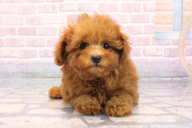 大阪府のトイプードル(トイ) (Coo&RIKU和泉店/2025年9月20日生まれ/男の子/レッド)の子犬の1枚目の画像