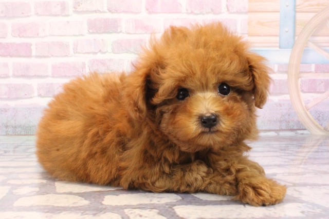 大阪府のトイプードル(トイ) (Coo&RIKU和泉店/2025年9月20日生まれ/男の子/レッド)の子犬の2枚目の画像