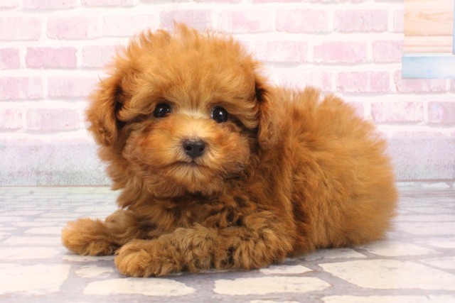 大阪府のトイプードル(トイ) (Coo&RIKU和泉店/2025年9月20日生まれ/男の子/レッド)の子犬の3枚目の画像