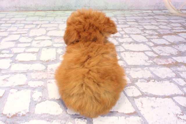 大阪府のトイプードル(トイ) (Coo&RIKU和泉店/2025年9月20日生まれ/男の子/レッド)の子犬の4枚目の画像