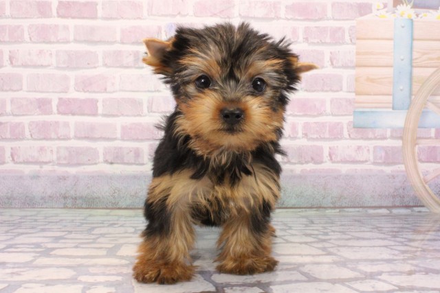 大阪府のヨークシャーテリア (Coo&RIKU高槻店/2025年9月19日生まれ/女の子/スチールブルータン)の子犬の1枚目の画像