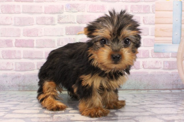 大阪府のヨークシャーテリア (Coo&RIKU高槻店/2025年9月19日生まれ/女の子/スチールブルータン)の子犬の2枚目の画像