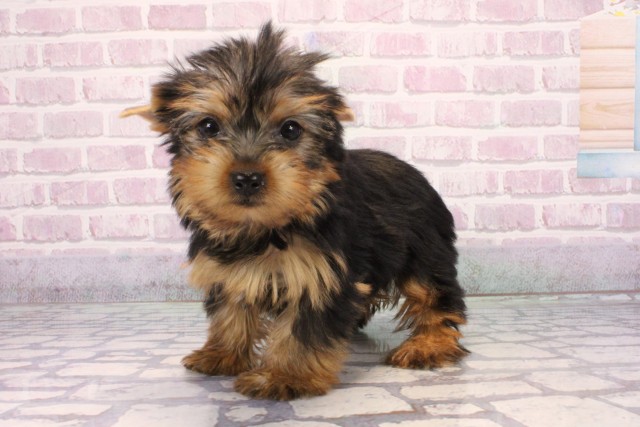 大阪府のヨークシャーテリア (Coo&RIKU高槻店/2025年9月19日生まれ/女の子/スチールブルータン)の子犬の3枚目の画像