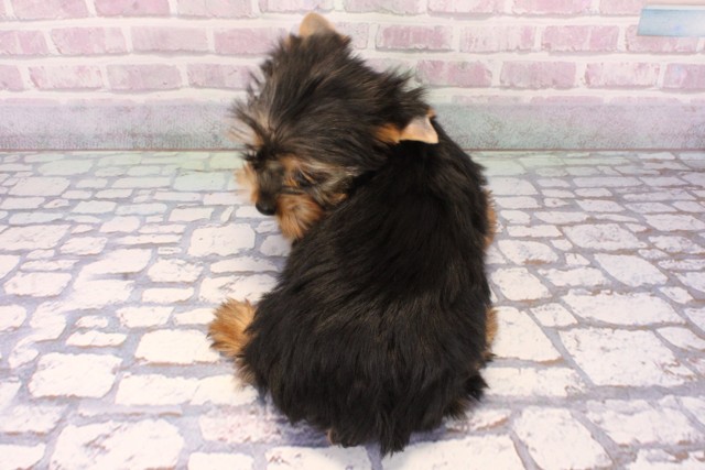 大阪府のヨークシャーテリア (Coo&RIKU高槻店/2025年9月19日生まれ/女の子/スチールブルータン)の子犬の4枚目の画像