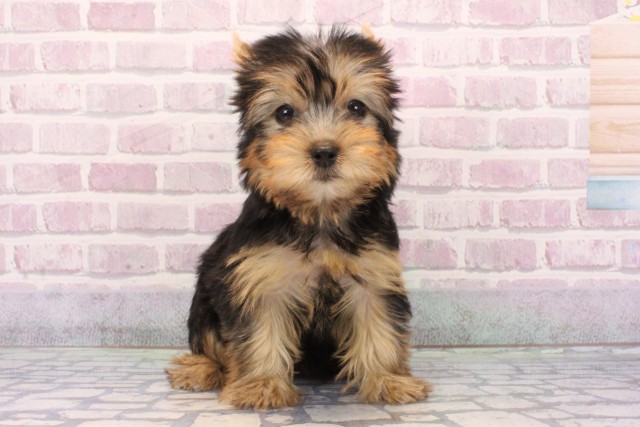 大阪府のヨークシャーテリア (Coo&RIKU東大阪店/2025年9月19日生まれ/女の子/スチールブルータン)の子犬の1枚目の画像