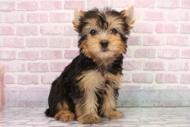 大阪府のヨークシャーテリア (Coo&RIKU東大阪店/2025年9月19日生まれ/女の子/スチールブルータン)の子犬の2枚目の画像