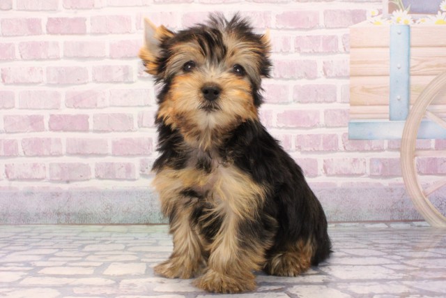 大阪府のヨークシャーテリア (Coo&RIKU東大阪店/2025年9月19日生まれ/女の子/スチールブルータン)の子犬の3枚目の画像