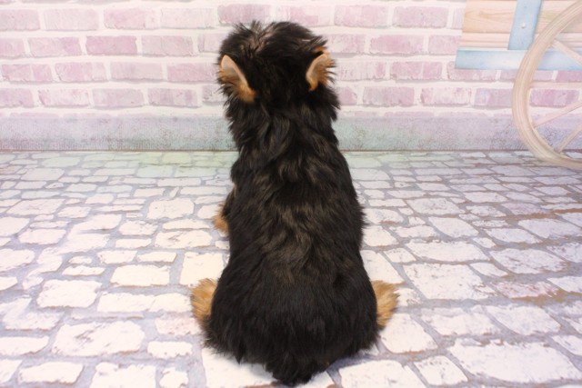 大阪府のヨークシャーテリア (Coo&RIKU東大阪店/2025年9月19日生まれ/女の子/スチールブルータン)の子犬の4枚目の画像