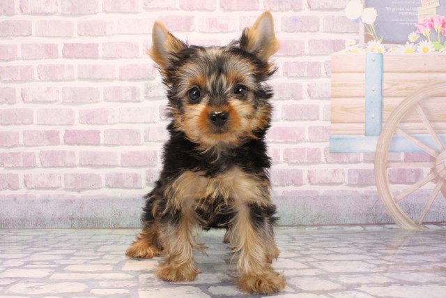 大阪府のヨークシャーテリア (Coo&RIKU和泉店/2025年9月19日生まれ/男の子/スチールブルータン)の子犬の1枚目の画像