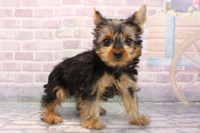 大阪府のヨークシャーテリア (Coo&RIKU和泉店/2025年9月19日生まれ/男の子/スチールブルータン)の子犬の2枚目の画像