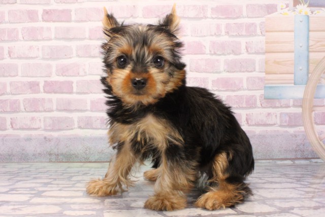 大阪府のヨークシャーテリア (Coo&RIKU和泉店/2025年9月19日生まれ/男の子/スチールブルータン)の子犬の3枚目の画像