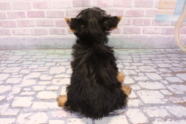 大阪府のヨークシャーテリア (Coo&RIKU和泉店/2025年9月19日生まれ/男の子/スチールブルータン)の子犬の4枚目の画像