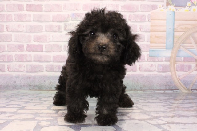 兵庫県のトイプードル(トイ) (Coo&RIKU神戸東灘店/2025年9月22日生まれ/女の子/シルバー)の子犬の1枚目の画像