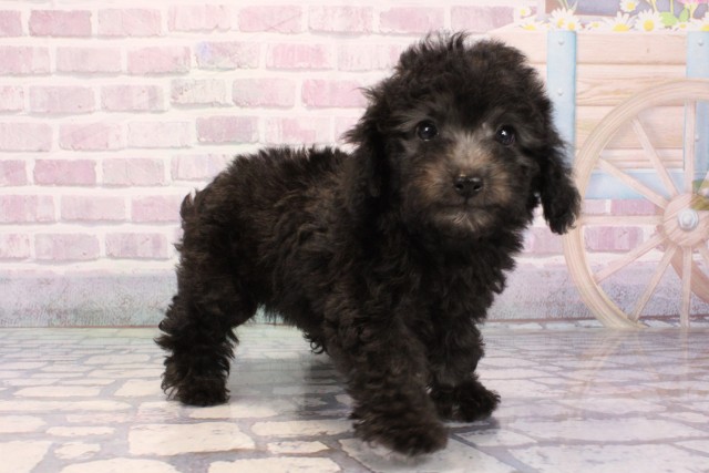 兵庫県のトイプードル(トイ) (Coo&RIKU神戸東灘店/2025年9月22日生まれ/女の子/シルバー)の子犬の2枚目の画像