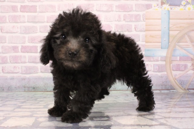 兵庫県のトイプードル(トイ) (Coo&RIKU神戸東灘店/2025年9月22日生まれ/女の子/シルバー)の子犬の3枚目の画像