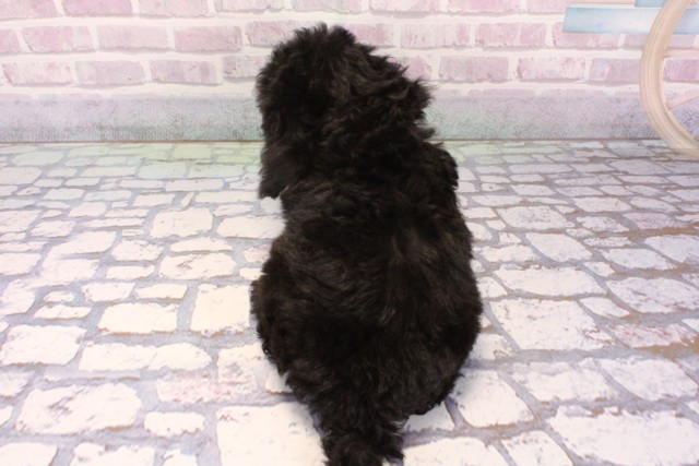 兵庫県のトイプードル(トイ) (Coo&RIKU神戸東灘店/2025年9月22日生まれ/女の子/シルバー)の子犬の4枚目の画像