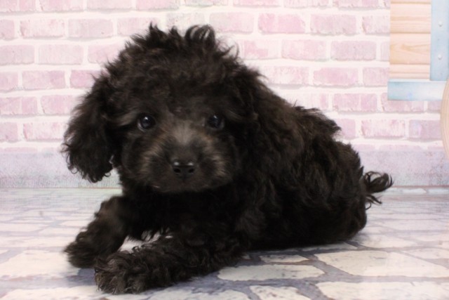 兵庫県のトイプードル(トイ) (Coo&RIKU神戸垂水店/2025年9月22日生まれ/女の子/シルバー)の子犬の3枚目の画像