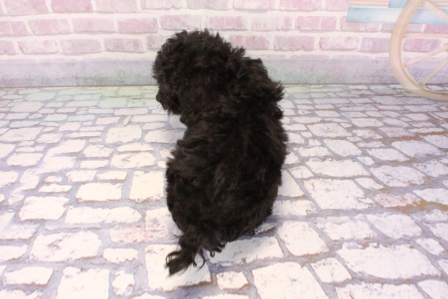 兵庫県のトイプードル(トイ) (Coo&RIKU神戸垂水店/2025年9月22日生まれ/女の子/シルバー)の子犬の4枚目の画像