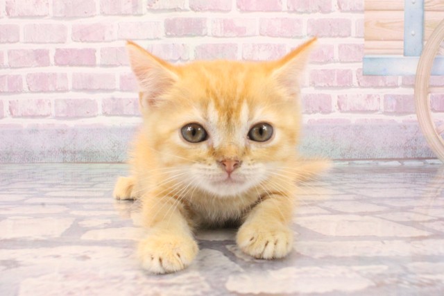 奈良県のスコティッシュフォールド (Coo&RIKU奈良新庄店/2025年9月15日生まれ/男の子/レッドタビーホワイト)の子猫の1枚目の画像
