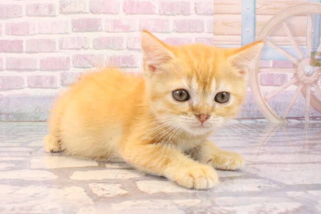 奈良県のスコティッシュフォールド (Coo&RIKU奈良新庄店/2025年9月15日生まれ/男の子/レッドタビーホワイト)の子猫の2枚目の画像