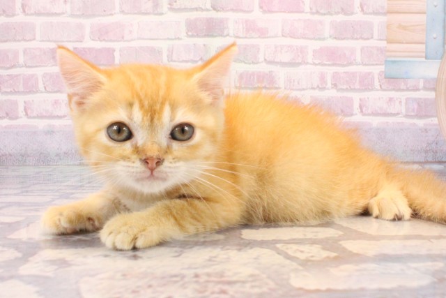 奈良県のスコティッシュフォールド (Coo&RIKU奈良新庄店/2025年9月15日生まれ/男の子/レッドタビーホワイト)の子猫の3枚目の画像