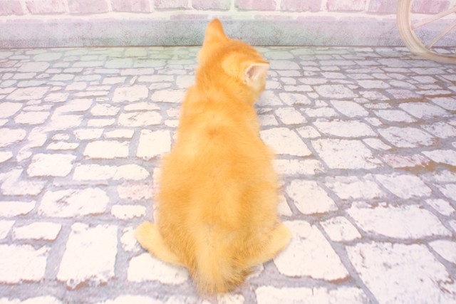 奈良県のスコティッシュフォールド (Coo&RIKU奈良新庄店/2025年9月15日生まれ/男の子/レッドタビーホワイト)の子猫の4枚目の画像