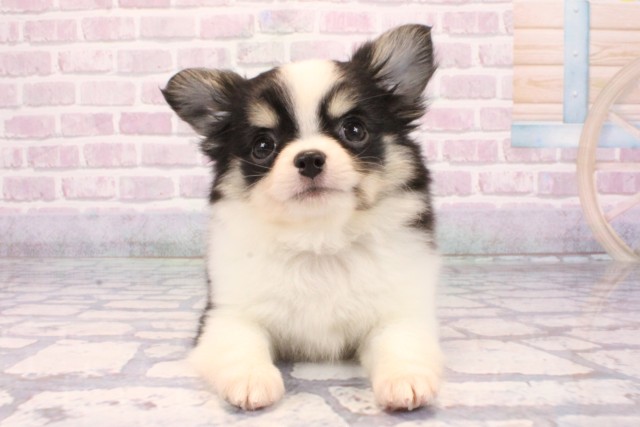 滋賀県のチワワ(ロング) (Coo&RIKU長浜店/2025年9月20日生まれ/男の子/ブラックタンホワイト)の子犬