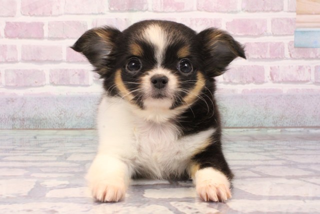 兵庫県のチワワ(ロング) (Coo&RIKU神戸東灘店/2025年9月20日生まれ/女の子/ブラックタンホワイト)の子犬の1枚目の画像