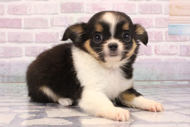 兵庫県のチワワ(ロング) (Coo&RIKU神戸東灘店/2025年9月20日生まれ/女の子/ブラックタンホワイト)の子犬の2枚目の画像