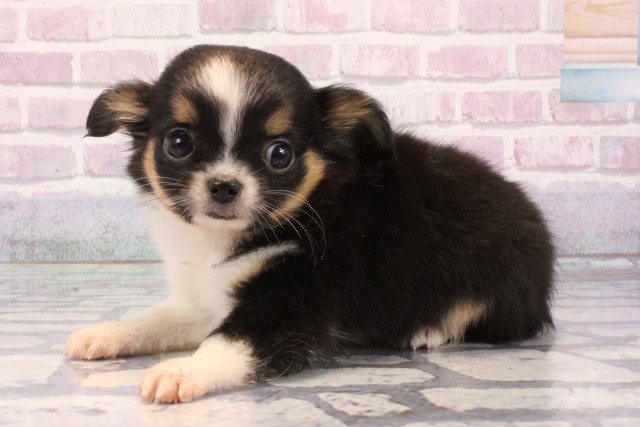 兵庫県のチワワ(ロング) (Coo&RIKU神戸東灘店/2025年9月20日生まれ/女の子/ブラックタンホワイト)の子犬の3枚目の画像