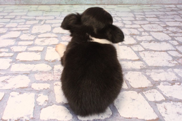 兵庫県のチワワ(ロング) (Coo&RIKU神戸東灘店/2025年9月20日生まれ/女の子/ブラックタンホワイト)の子犬の4枚目の画像