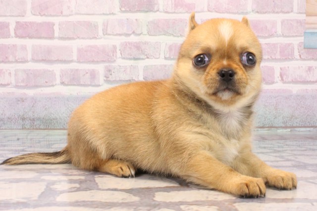 滋賀県のチワワ(スムース) (Coo&RIKU東近江店/2025年9月21日生まれ/女の子/フォーンホワイト)の子犬の2枚目の画像