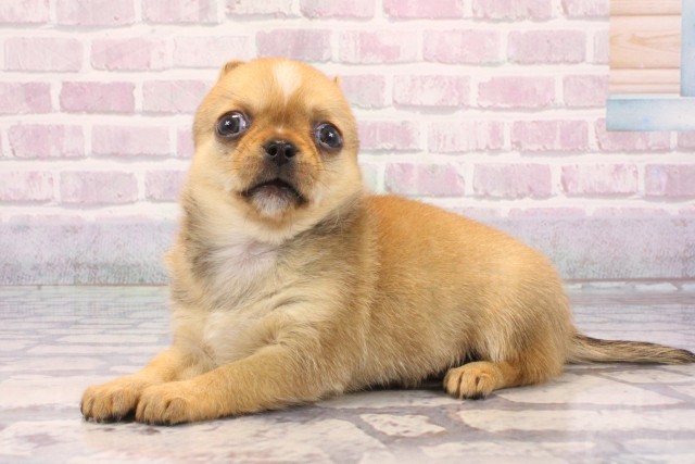 滋賀県のチワワ(スムース) (Coo&RIKU東近江店/2025年9月21日生まれ/女の子/フォーンホワイト)の子犬の3枚目の画像