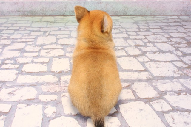 滋賀県のチワワ(スムース) (Coo&RIKU東近江店/2025年9月21日生まれ/女の子/フォーンホワイト)の子犬の4枚目の画像