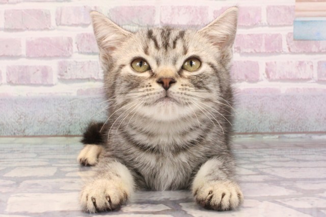 滋賀県のアメリカンショートヘアー (Coo&RIKU東近江店/2025年9月1日生まれ/女の子/シルバータビー)の子猫の1枚目の画像