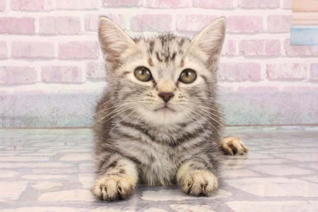 滋賀県のアメリカンショートヘアー (Coo&RIKU長浜店/2025年9月1日生まれ/男の子/シルバータビー)の子猫の1枚目の画像