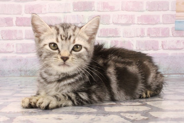 滋賀県のアメリカンショートヘアー (Coo&RIKU長浜店/2025年9月1日生まれ/男の子/シルバータビー)の子猫の2枚目の画像