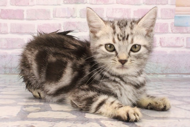 滋賀県のアメリカンショートヘアー (Coo&RIKU長浜店/2025年9月1日生まれ/男の子/シルバータビー)の子猫の3枚目の画像