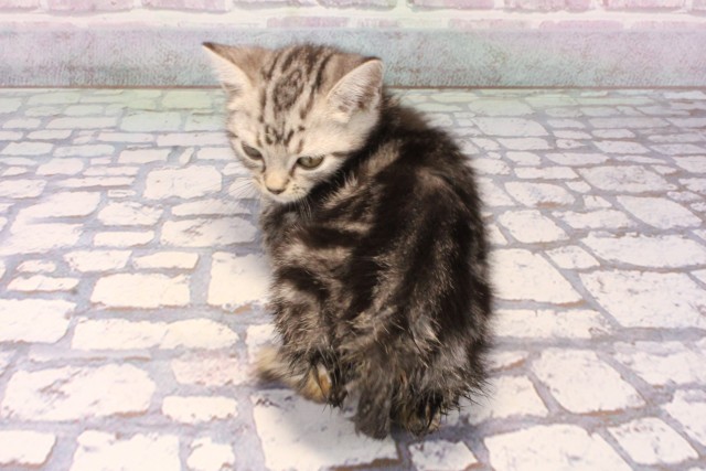 滋賀県のアメリカンショートヘアー (Coo&RIKU長浜店/2025年9月1日生まれ/男の子/シルバータビー)の子猫の4枚目の画像