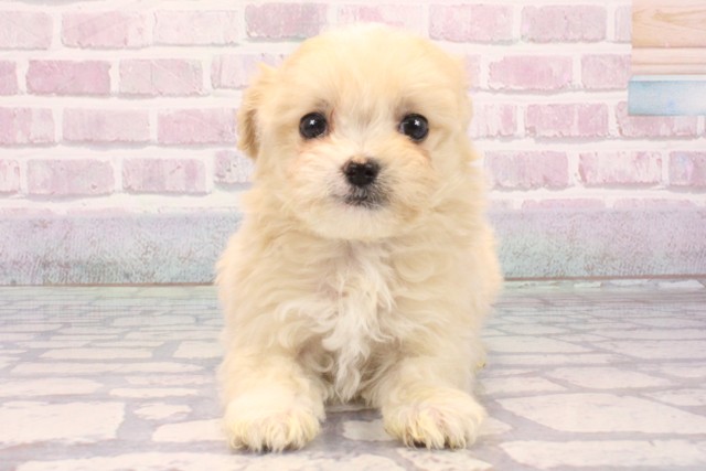 大阪府のマルプー(マルチーズ×プードル) (Coo&RIKU高槻店/2025年9月22日生まれ/女の子/フォーン)の子犬の1枚目の画像